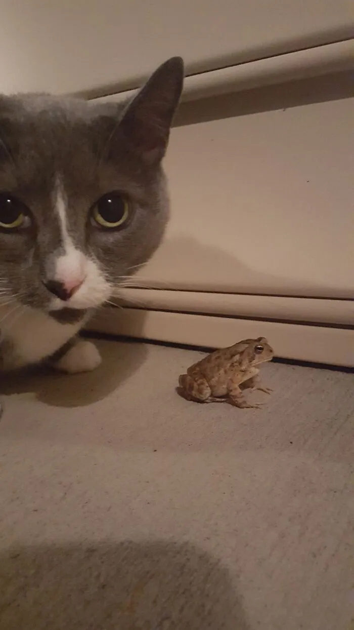 She Finds Them Quite Ribbiting