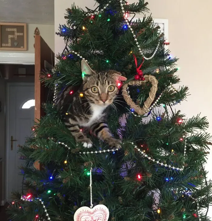 Tally The Angel Cat....