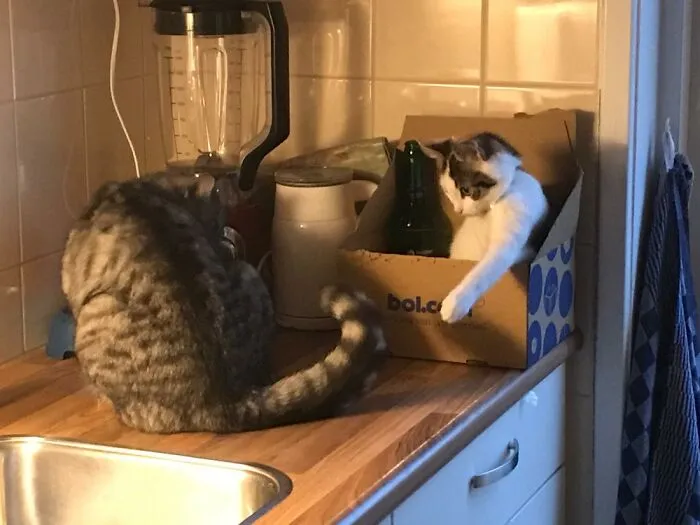 My Kitten Pixel Anoying The Other Cat