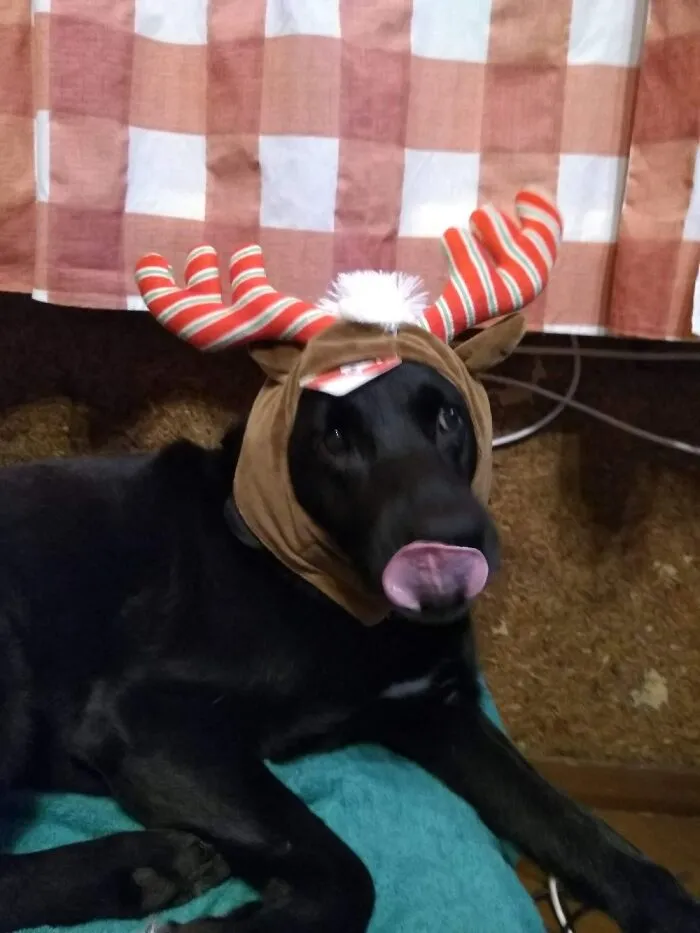 Im A Reindeer