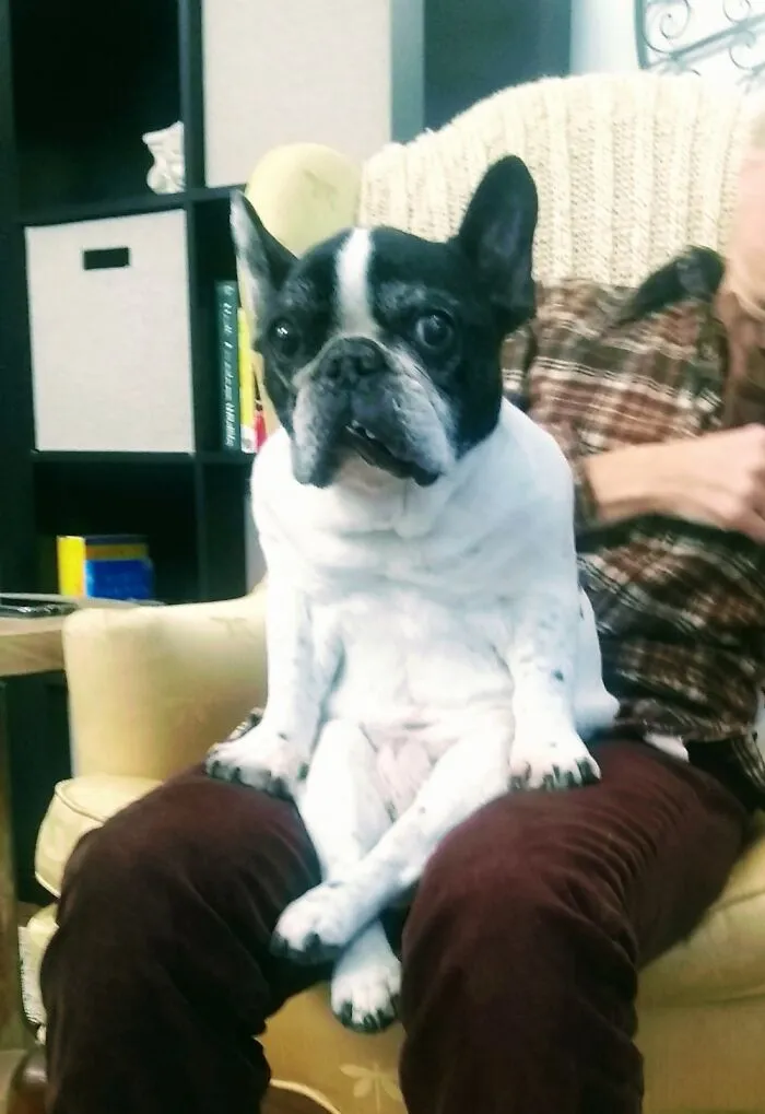 Willard Lap-Sittin'