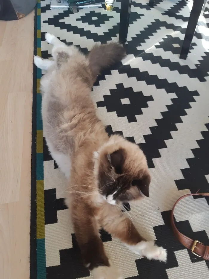 Long Long Cat