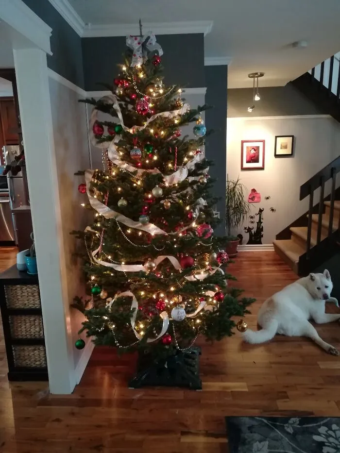We Choose Ours At The Fir Tree Farm Every Year. Dog In Bonus.
