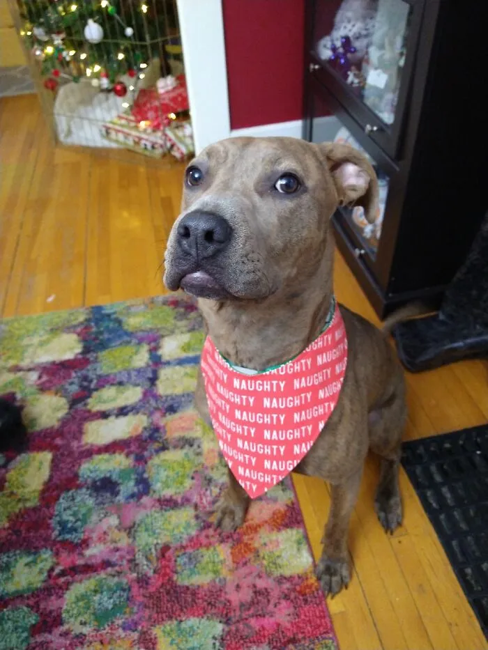 Moments After Eating The 2 Dozen Christmas Cookies I Just Spent 2 Days Making.
