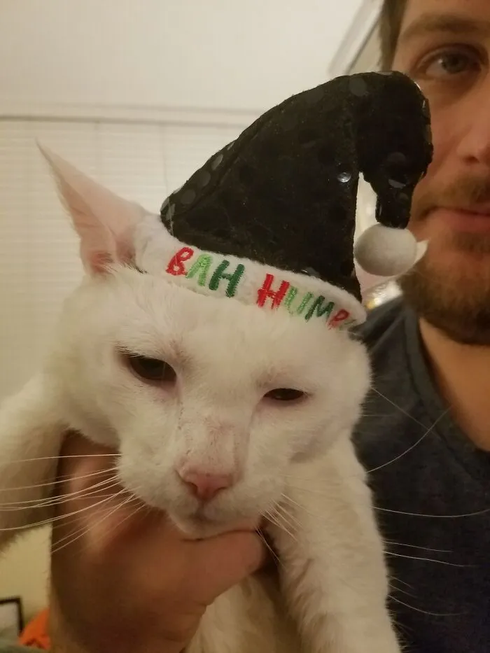 This Cat Is My Spirit Animal