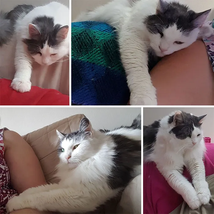 If She Wasn't Sleeping In My Arms Or Around My Neck, Sadie Was Nearby, Usually On The Back Of The Couch, Reaching Out To Touch Me And Just Making Sure I Was There. Miss You Every Day, Sweet Baby. Rest In Peace