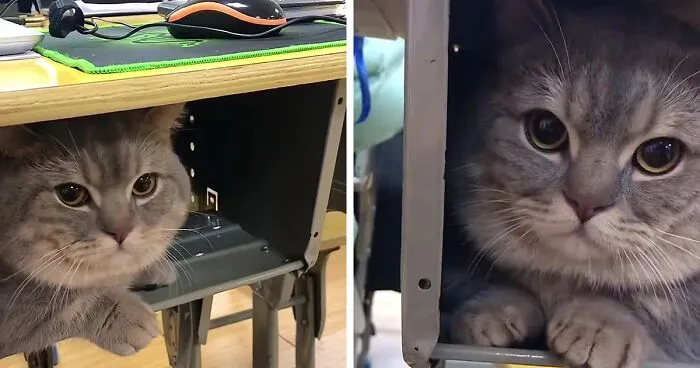 Woman Smuggles A Cat Into Her Classes Because It Didn't Want To Be Left Alone