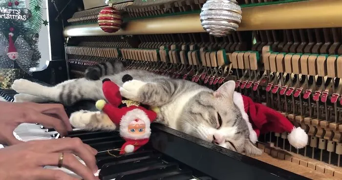 People Are Loving This Video Of A Cat Getting A "Piano Hammer Massage" While His Owner Plays Christmas Songs