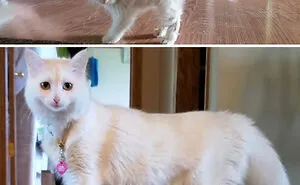 50 Before & After Pics Of Tiny Kittens Turning Into Beautiful Cats (New Pics)