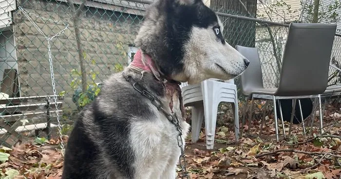Dog Was Left Tied To A Fence All Alone For 5 Days Because His Owners Left Him When They Moved House