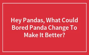 Hey Pandas, What Could Bored Panda Change To Make It Better?
