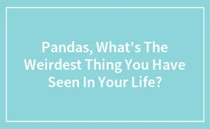 Pandas, What's The Weirdest Thing You Have Seen In Your Life? (Closed)