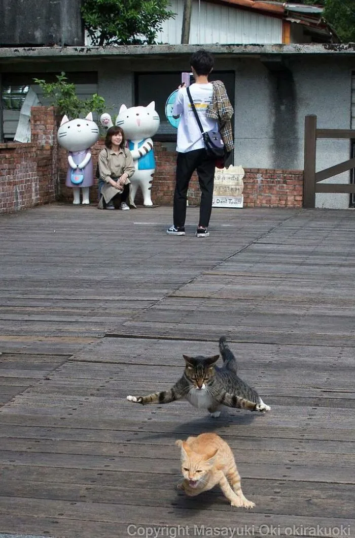 40 Unique Personalities Of Stray Cats As Captured By This Japanese Photographer (New Pics)