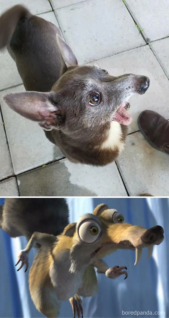 I Am Told That Aadi Looks Like Scrat All The Time. If Anything, I Think Scrat Looks Like Aardi