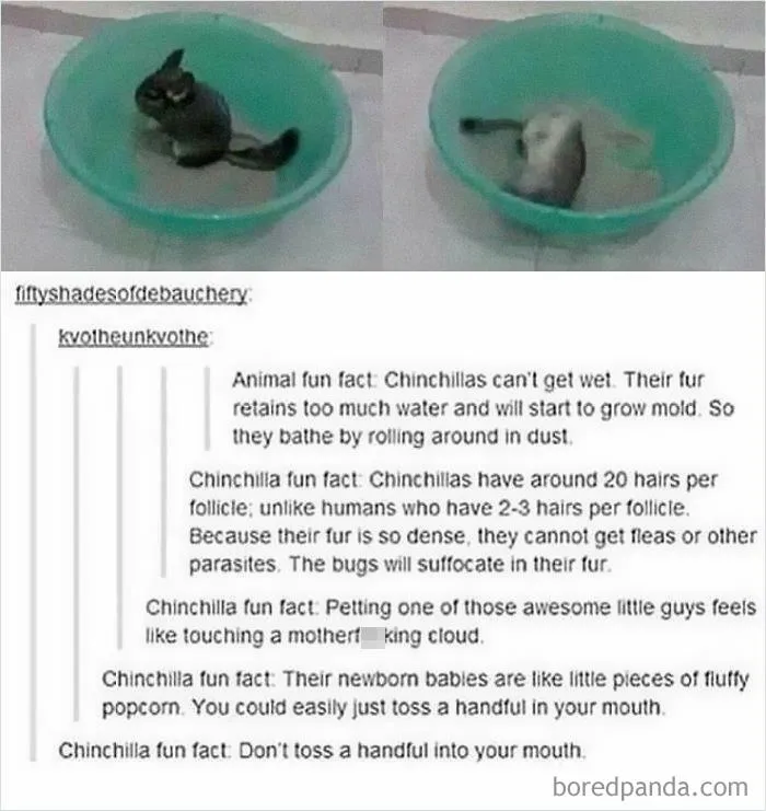Chinchilla Fun Fact
