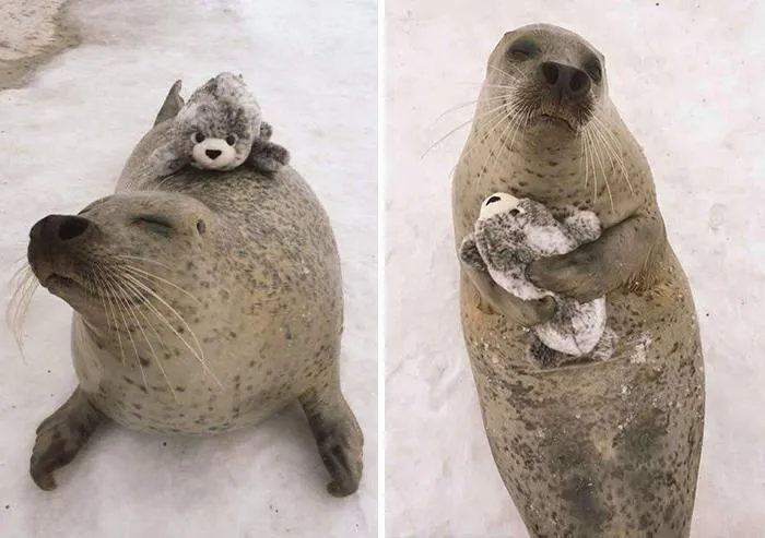 When A Seal At Mombetsu Land In Japan Was Given A Stuffed, Mini Version Of Itself, It Hugged The Toy Close To Its Heart & Gave It A Piggyback Ride