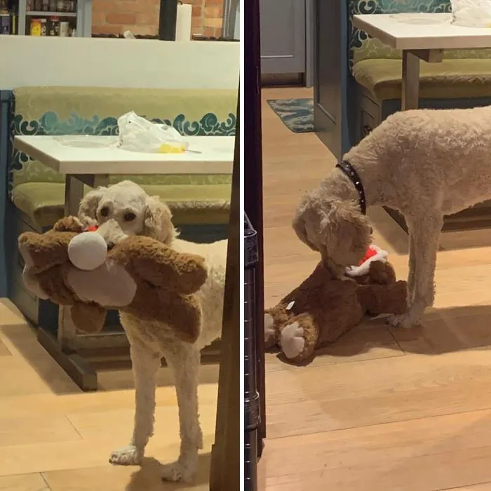 My Dog Got A New “Baby” And This One Had A Squeaky Toy. I Try Not To Get Her Ones With Squeakers Because When She Squeaks Them And She Starts Crying And Nudging Them To Make Sure They’re Okay.