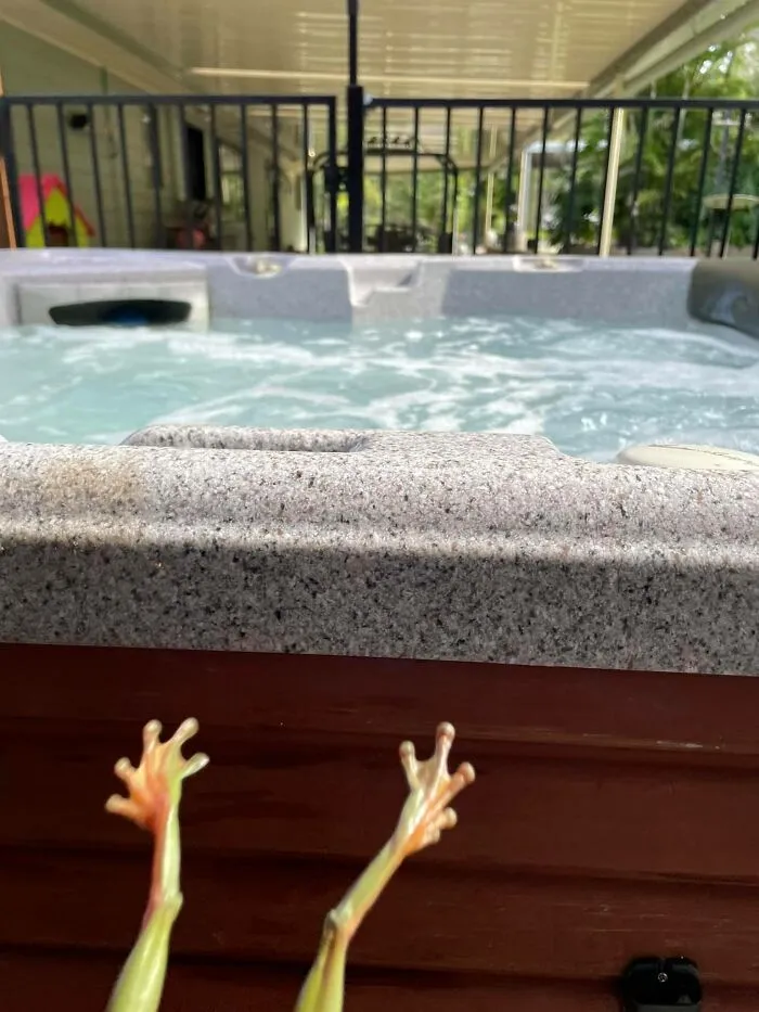He aquí una rana arbórea verde en todo su esplendor saliendo de nuestro jacuzzi