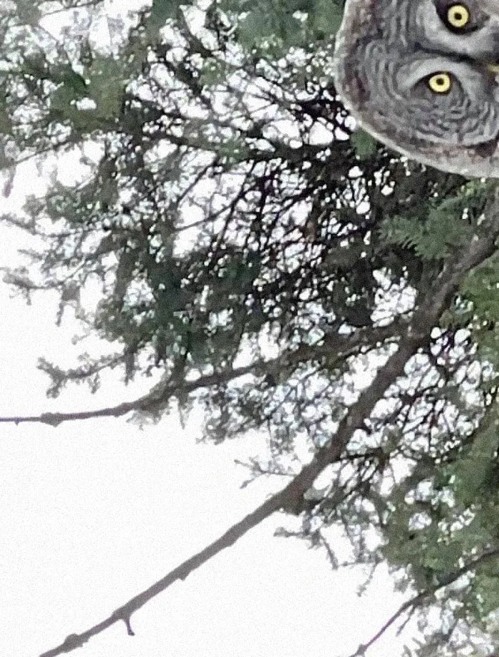“Every Move You Make Every Step You Take Owl Be Watching You”