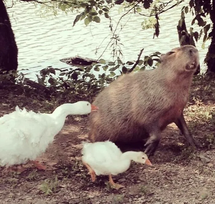 Esta es la foto que tomé una vez de un carpincho siendo mordido por un ganso. No podía creerlo cuando vi lo que capturé