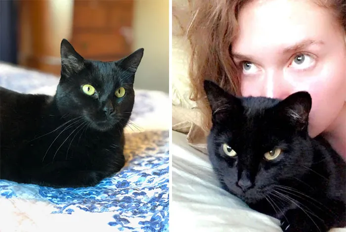 The Day After My Cat Died, I Went To The Shelter And Told The Employee That I’d Adopt The Cat That Had Been There The Longest. She Said, “It’s An Older Black Cat... Are You Sure?” I Was Never So Sure Of Anything In My Life. Meet Dita Von Panzer