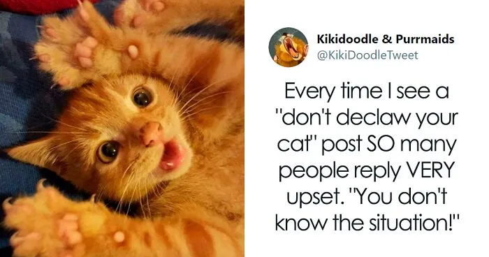 Person Shares How To Have Nice Furniture And A Happy Cat Instead Of Declawing It
