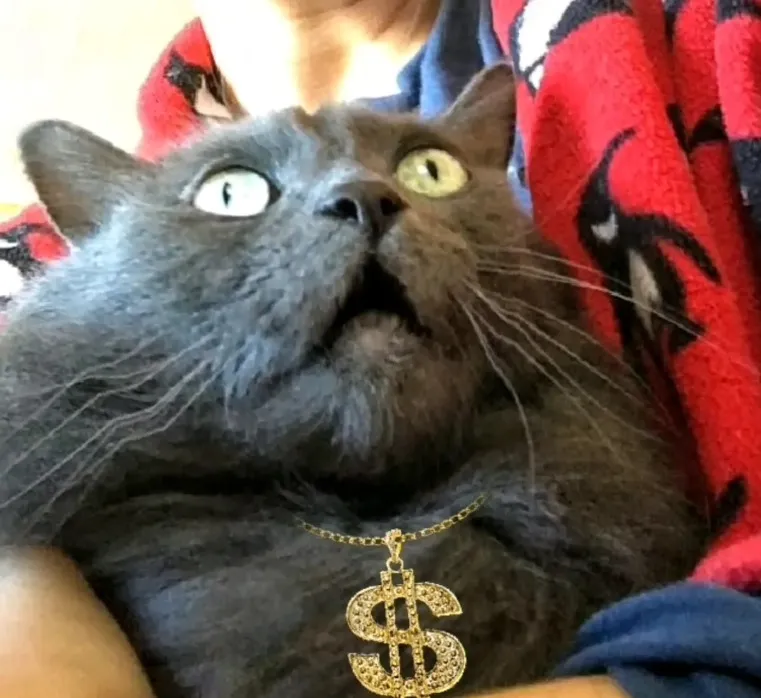 🎤 We Found The World's Very First&only Pet Choir And Made Bunch Of Pets To Sing