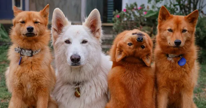 ‘We All Have This Friend’: Puppy Keeps Hilariously “Ruining” Group Photos, Goes Viral (15 Pics)
