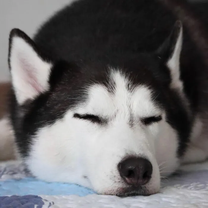 This Fabulous Husky Is Taking Over The Internet, And Here Are 30 Pictures Of Her