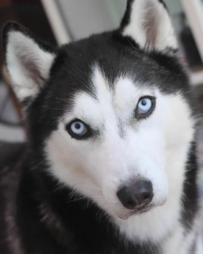 This Fabulous Husky Is Taking Over The Internet, And Here Are 30 Pictures Of Her