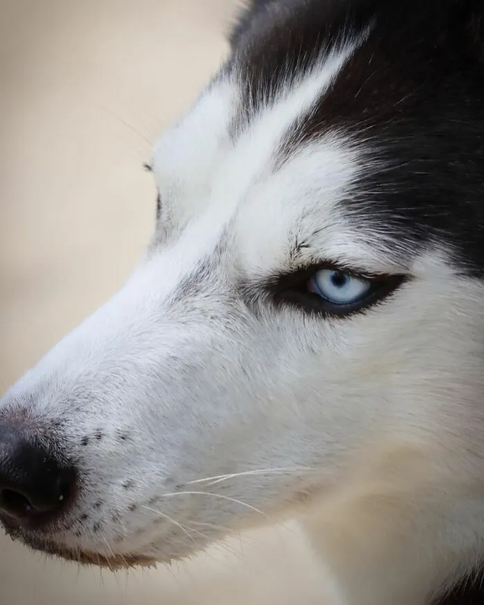 This Fabulous Husky Is Taking Over The Internet, And Here Are 30 Pictures Of Her