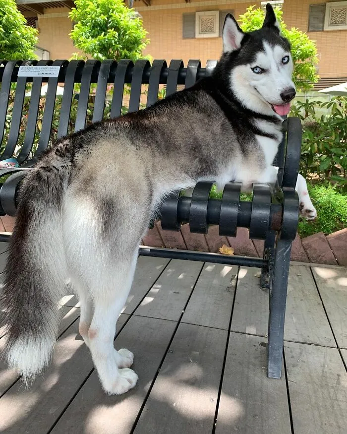 This Fabulous Husky Is Taking Over The Internet, And Here Are 30 Pictures Of Her