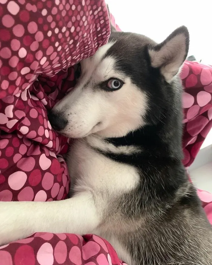 This Fabulous Husky Is Taking Over The Internet, And Here Are 30 Pictures Of Her