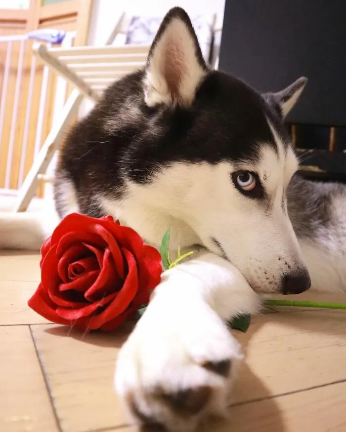 This Fabulous Husky Is Taking Over The Internet, And Here Are 30 Pictures Of Her