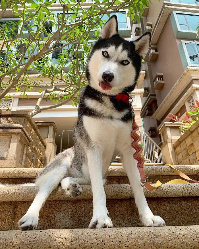 This Fabulous Husky Is Taking Over The Internet, And Here Are 30 Pictures Of Her
