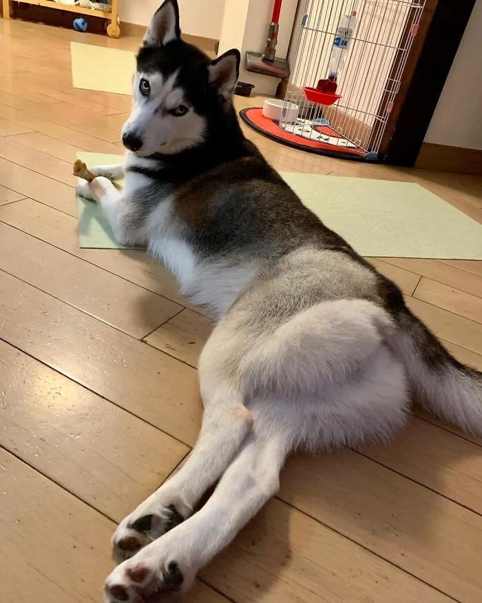 This Fabulous Husky Is Taking Over The Internet, And Here Are 30 Pictures Of Her