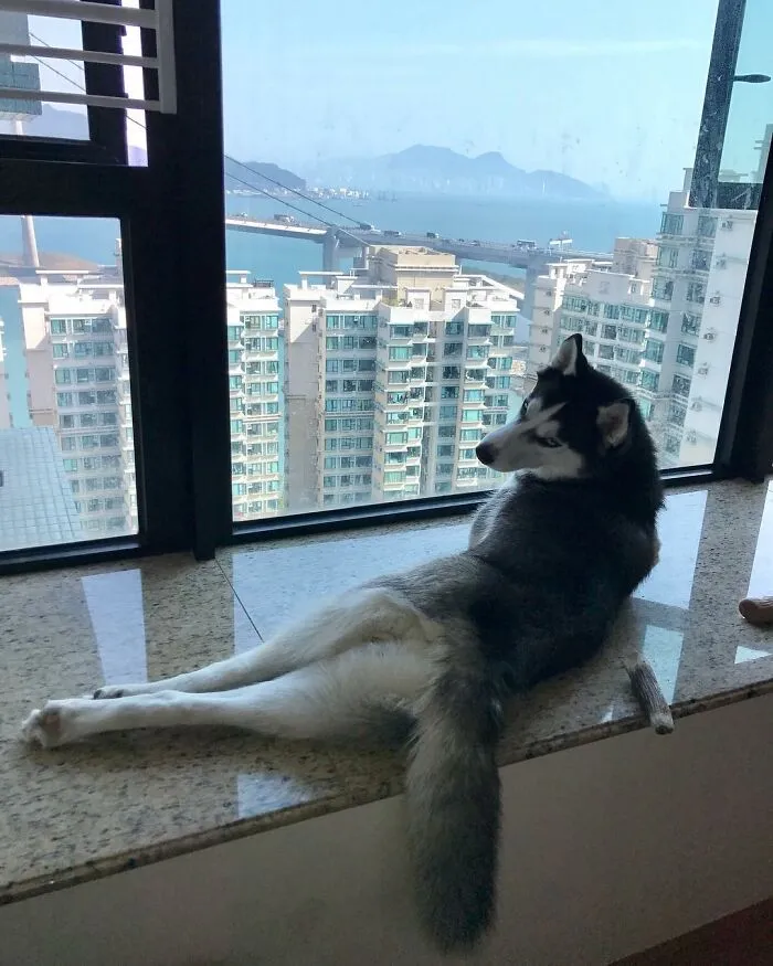 This Fabulous Husky Is Taking Over The Internet, And Here Are 30 Pictures Of Her