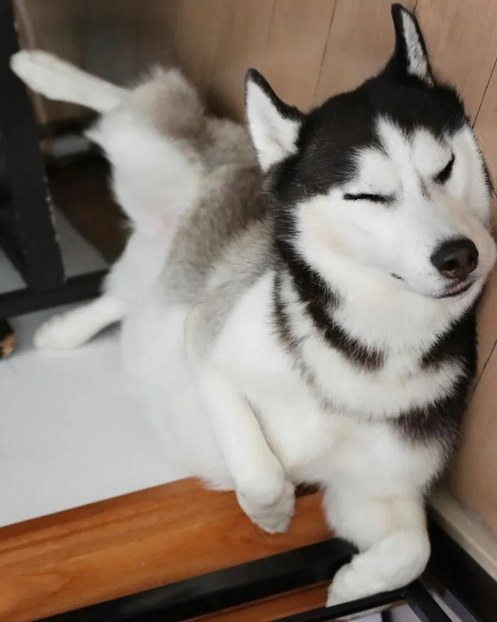 This Fabulous Husky Is Taking Over The Internet, And Here Are 30 Pictures Of Her