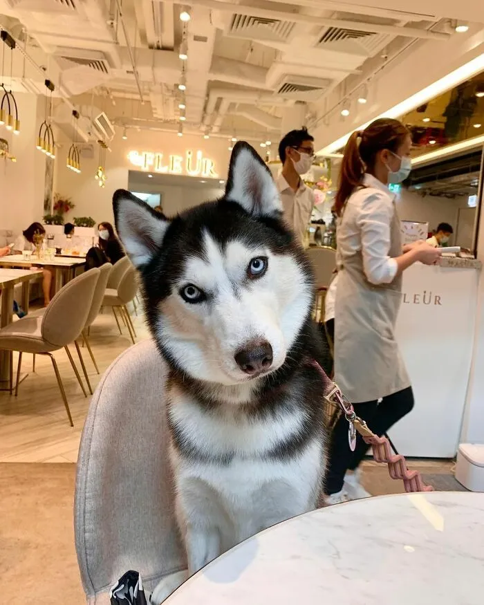 This Fabulous Husky Is Taking Over The Internet, And Here Are 30 Pictures Of Her