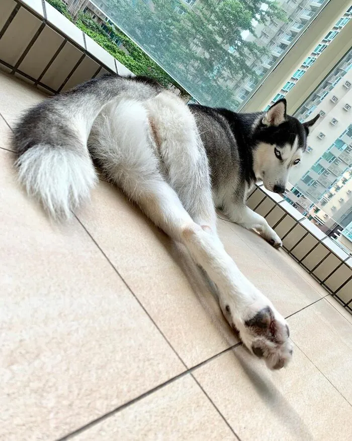 This Fabulous Husky Is Taking Over The Internet, And Here Are 30 Pictures Of Her