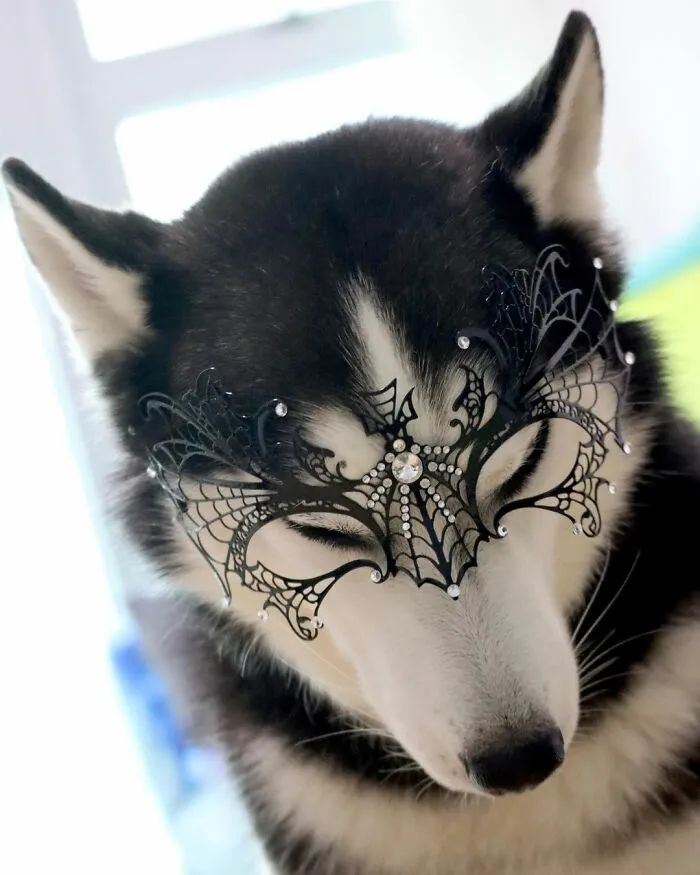 This Fabulous Husky Is Taking Over The Internet, And Here Are 30 Pictures Of Her