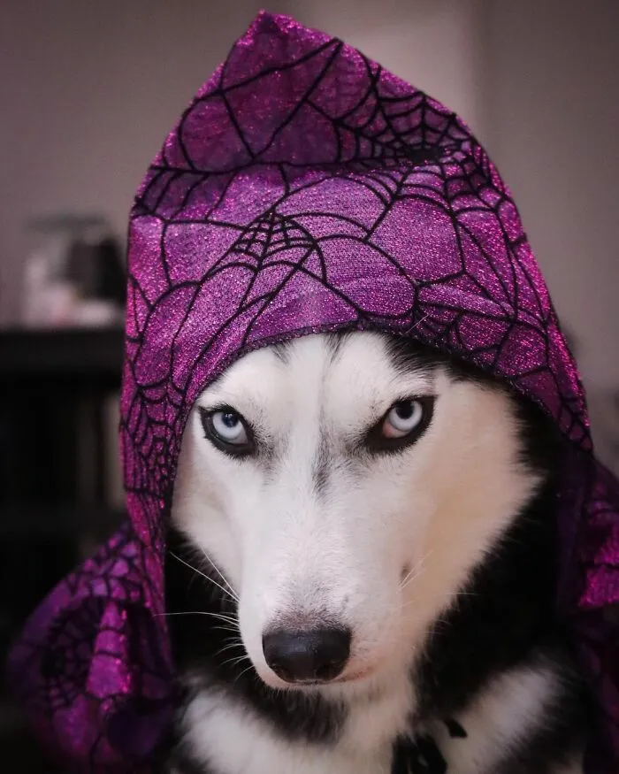 This Fabulous Husky Is Taking Over The Internet, And Here Are 30 Pictures Of Her