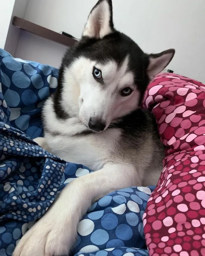 This Fabulous Husky Is Taking Over The Internet, And Here Are 30 Pictures Of Her