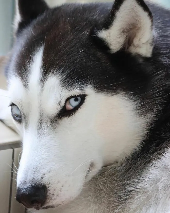 This Fabulous Husky Is Taking Over The Internet, And Here Are 30 Pictures Of Her