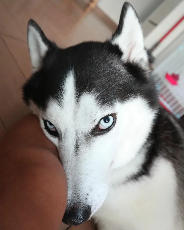 This Fabulous Husky Is Taking Over The Internet, And Here Are 30 Pictures Of Her