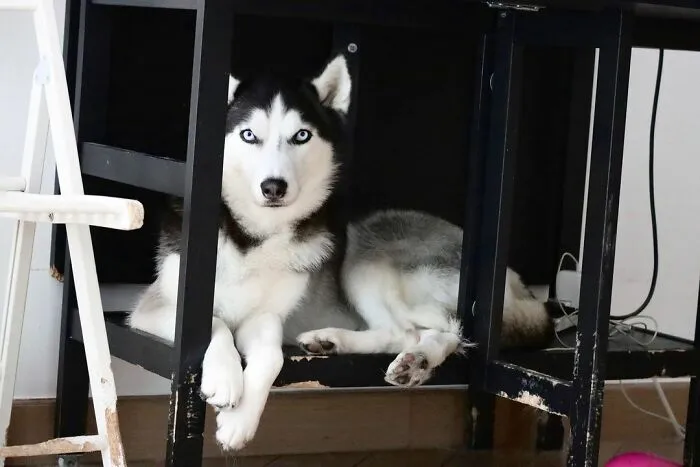 This Fabulous Husky Is Taking Over The Internet, And Here Are 30 Pictures Of Her