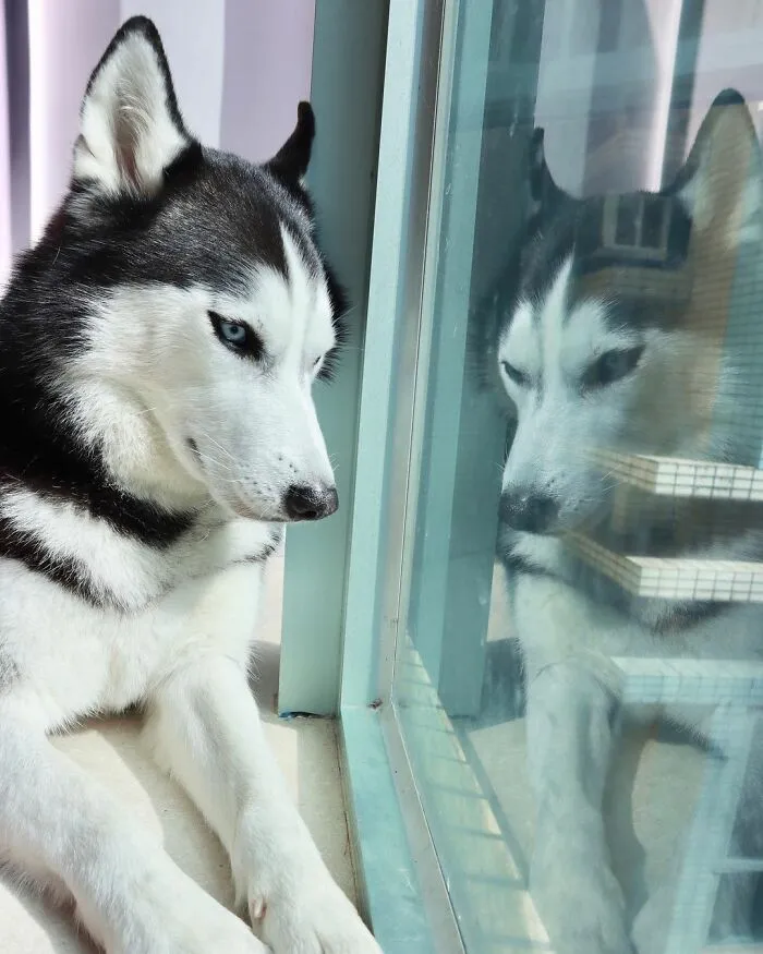 This Fabulous Husky Is Taking Over The Internet, And Here Are 30 Pictures Of Her