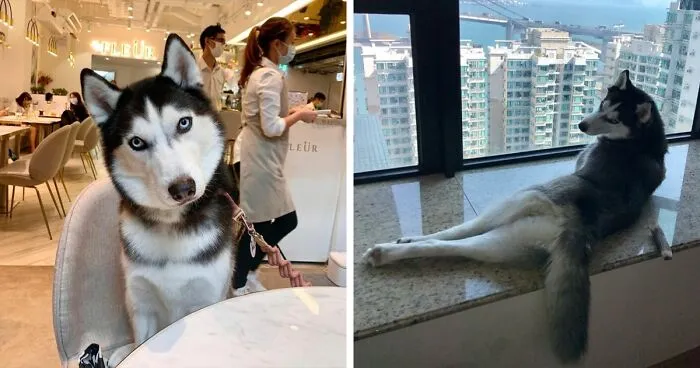 This Fabulous Husky Is Taking Over The Internet, And Here Are 30 Pictures Of Her