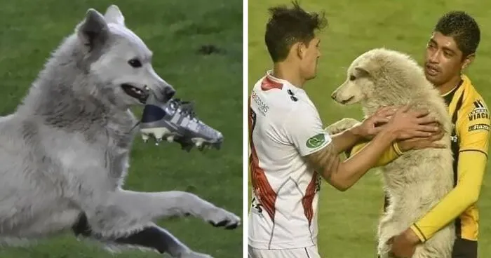 Stray Dog Interrupts A Pro Soccer Match In Bolivia, Gets Adopted By A Player Who Carried Him Off The Field