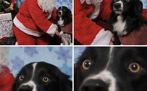 39 Christmas Pics That Were Supposed To Be Nice Until The Dog Showed Up